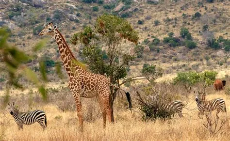  Les Animaux de la Savane : Une Exploration Audacieuse des Formes et des Couleurs dans l'Art Antique